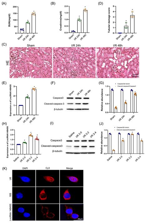 I R Or ATP Depletion Induced The Expression Of LncRNA148400 In C57 BL6