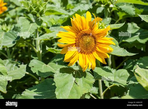 Helianthus Asteraceae Fotos Und Bildmaterial In Hoher Aufl Sung Alamy