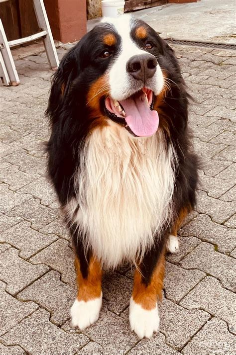 Berner Sennenhund Rüde 6 Jahre Tricolor