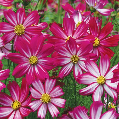 Cosmos Xanthos Lemon Sherbet Cosmea Xanthos Lemon Sherbet In