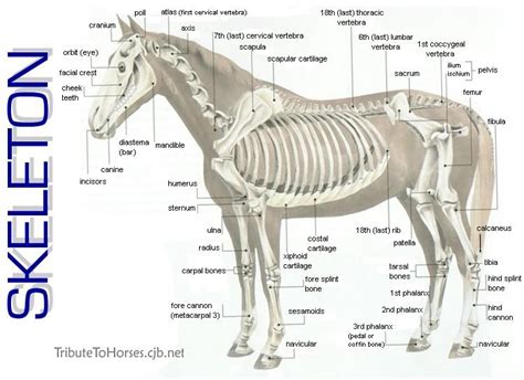 Equine Anatomy and Physiology