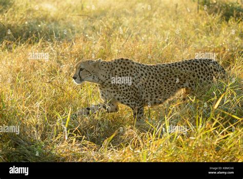 Gepard Verhalten Stockfotos Und Bilder Kaufen Alamy