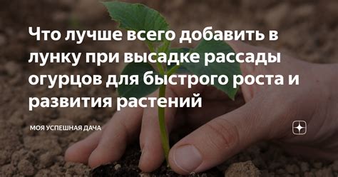 Что лучше всего добавить в лунку при высадке рассады огурцов для ...