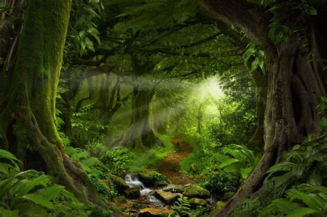 papier peint panoramique jungle tropicale avec lumiere du soleil