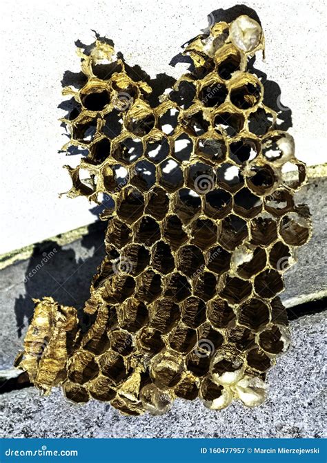 European Hornets Defend The Entry Of Their Hornets Nest Against Invaders And Are A Dangerous And