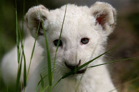 Cutest baby animals from around the world Photos - ABC News