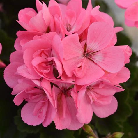 Pelargonium X Hortorum Fantasia® Zonal Geranium Garden Center Marketing