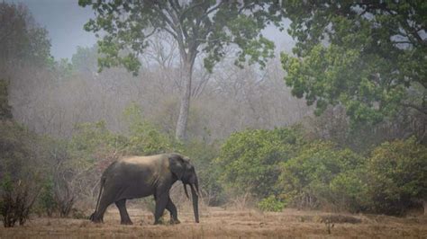 Africa | The Incredible Wildlife of Ghana - Travelgoeasy