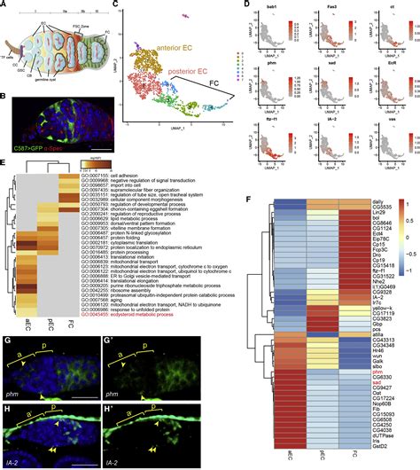 A Progressive Somatic Cell Niche Regulates Germline Cyst