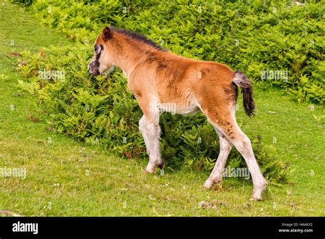 Pferd Stehend Auf Einer Blumenwiese Stockfotos Und Bilder Kaufen Alamy