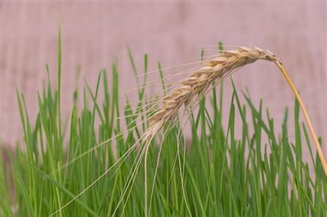 Premium Photo Close Up Shot Of A Ear Of Wheat And Wheatgrass In The