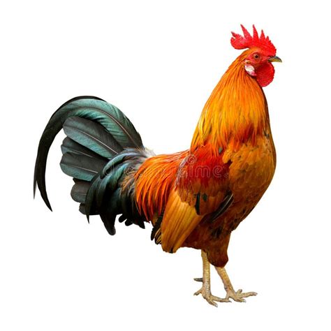 Beautiful Rooster Stock Photo Image 40765207