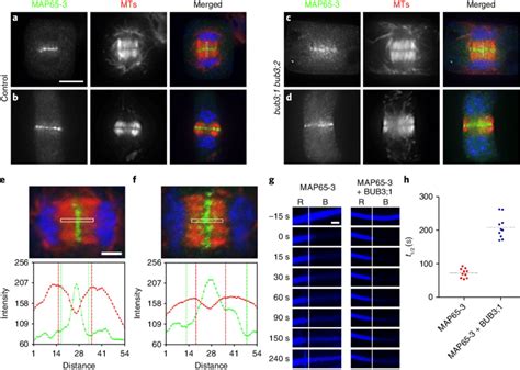 BUB3 Proteins Regulate MaP65 3 Localization A B In The Control