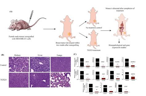 Xenograft Model Of Tnbc Cell Line Mdamb In Nude Mice A