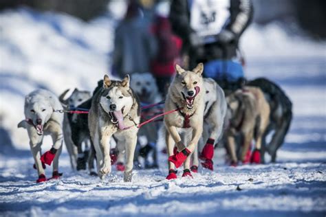 And They're Off! Sled-Dog Teams Dash into Alaska's Iditarod