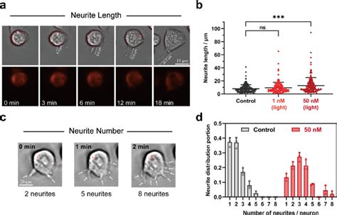 A Progressive Neurite Outgrowth Observed On An Independent Cell