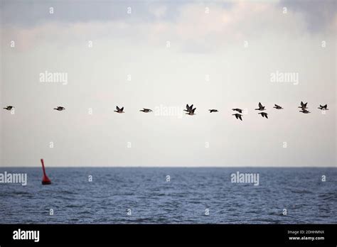 Barnacle Goose on migration could bring avian influenca to Europe Stock Photo - Alamy