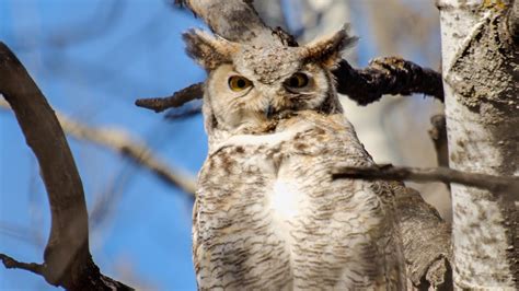 Wildlife Adventures Great Horned Owl Youtube