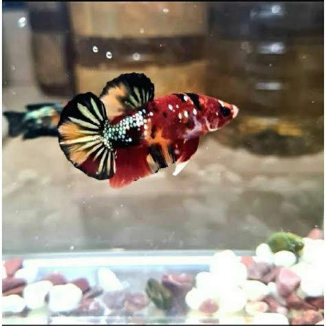 Jual IKAN CUPANG KOI COOPER Shopee Indonesia