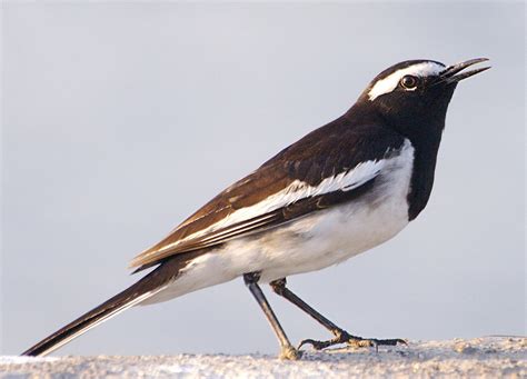 White Browed Wagtail Motacilla Maderaspatensis Birdweather