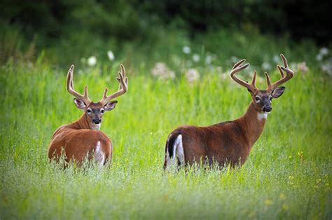 CWD Roundup May 2022 National Deer Association