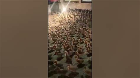 Duck Chicks For Sale 9304763492 🦆🦆🥚🥚shorts Youtubeshorts Ducks