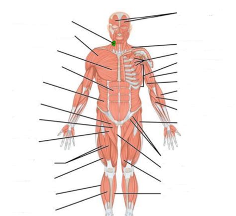 Biol 250 11 Muscular System Flashcards Quizlet