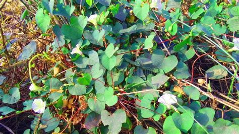 Ipomoea Obscura Plant And Flowers Stock Image Image Of Species