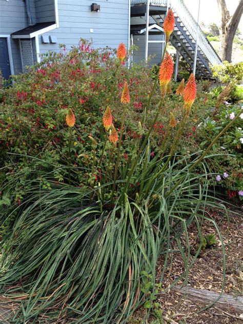 Common Torch Lily Kniphofia Uvaria Care Guide