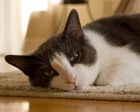 Sabes qué hacer si tu gato sufre un golpe de calor