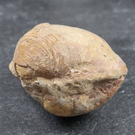 Bivalve And Brachiopod Fossils Buy Fossilised Shells Uk