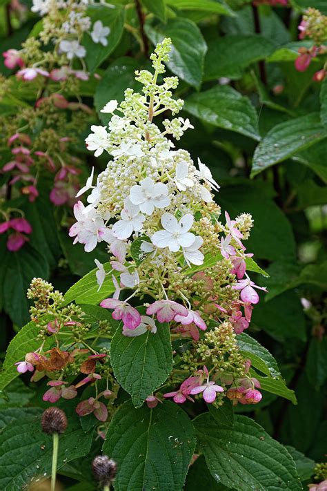 Conical Hydrangea Blossom Photograph By Sally Weigand Fine Art America