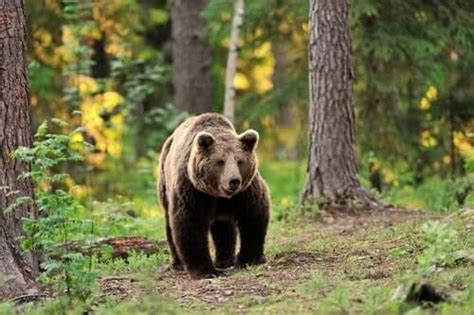 Lorso Bruno Caratteristiche E Curiosità I Miei Animali