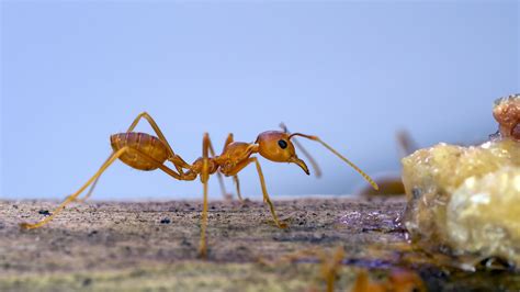 개미의 냄새는 암 및 기타 질병을 감지하는 데 도움이 될 수 있습니다 Infobae