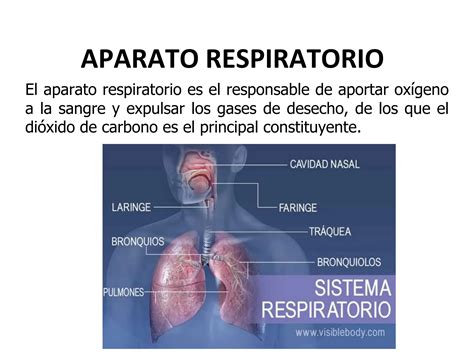 Fisiopatolog A Del Sistema Respiratorio Pptx