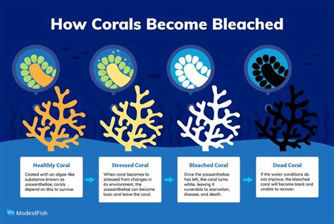 What Is Coral Bleaching And How Is It Caused (Simple Explination Guide)