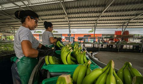 Contin A La Ca Da De Las Exportaciones Bananeras Del Ecuador Tierra Y Mar