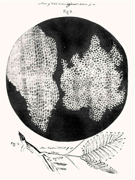 Quem Foi Robert Hooke 3
