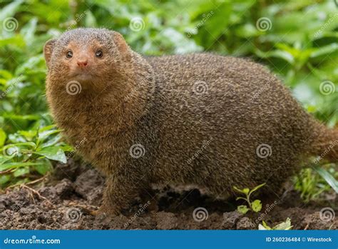 Small Indian Mongoose (Herpestes Auropunctatus) Resting on the Grass Looking into the Camera ...