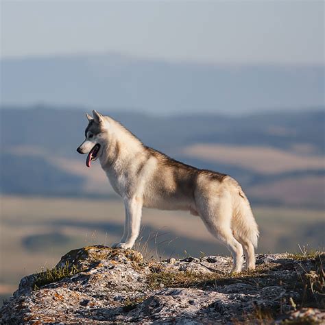 L alimentation du husky sibérien