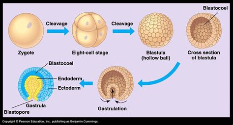 Gastrulation Google Search Notas De Biolog A Biolog A Celular