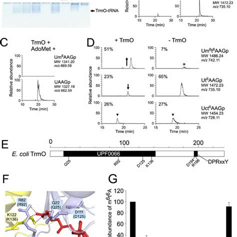 Trmo Is An Adomet Dependent Methyltransferase Responsible For M 6 T 6 A