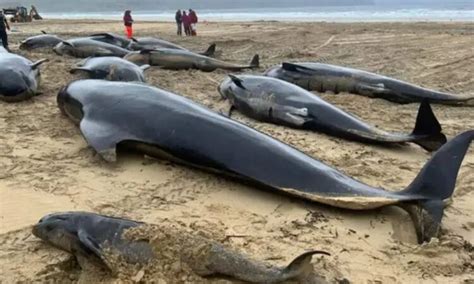 Ballenas Piloto Quedan Varadas En Escocia Al Contacto