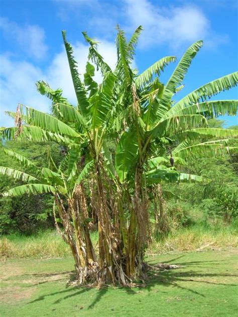 Banana Tree Maui Hawaii Feedipedia