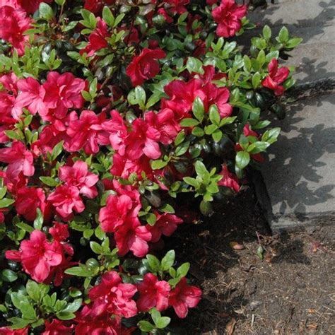Rhododendron 'Marushka' 2L - Fruttii Shop