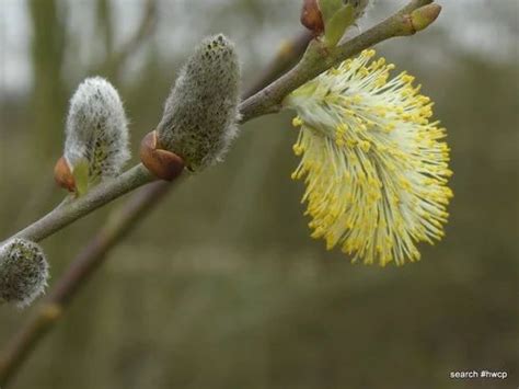 White Willow Bark Extract Salix Alba Linn S Babylonica S Capra S