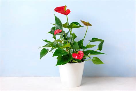 Anthurium R Gles D Or Pour Pr Server Sa Splendeur Toute L Ann E