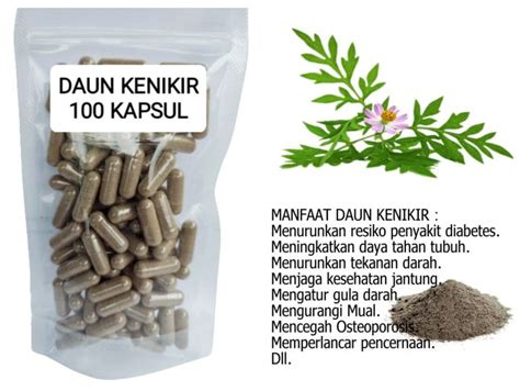 DAUN KENIKIR Ulam Raja Isi 100 Kapsul Untuk Tulang Dan Daya Tahan