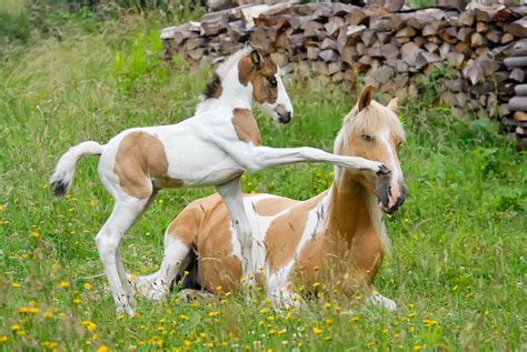 What Is A Good Horse Age Understanding Equine Lifespan