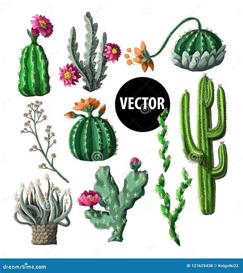 Cacti With Flowers Isolated On A White Background Vector Illustration Stock Vector